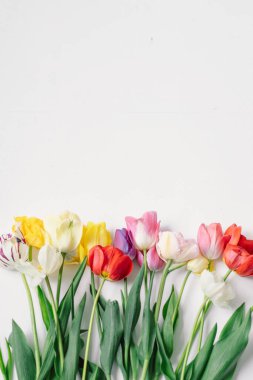 Kırmızı, pembe, sarı ve beyaz da dahil olmak üzere çeşitli renklerde bir lale koleksiyonu yapraklarla düzenli olarak düzenlenir. Sade beyaz arka plan çiçeklerin güzelliğini ve renklerini vurguluyor.