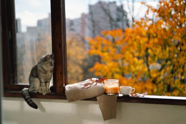 Yumuşak sonbaharı olan sevimli bir kedi yün süveter, mum, sıcak kahve ve sonbahar dekoru olan sakin bir hayat. Sonbahar evi dekorasyonu. Samimi düşüş havası. Sıcak sonbahar ya da kış konsepti.