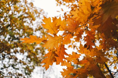 Ağaçların dalları sonbaharın güzelliğini gösteren parlak turuncu yapraklarla süslenir. Güneş ışığı yaprakların arasından süzülür, taze sonbahar renklerini aydınlatır