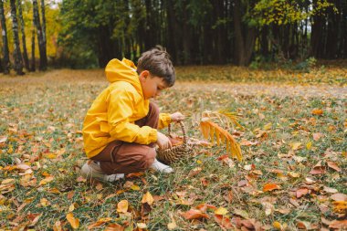 Parlak sarı yağmurluk giymiş neşeli bir çocuk canlı sonbahar yapraklarıyla kaplı sakin bir orman yolunda yürüyor. Sonbahar havası. Güzel sonbahar