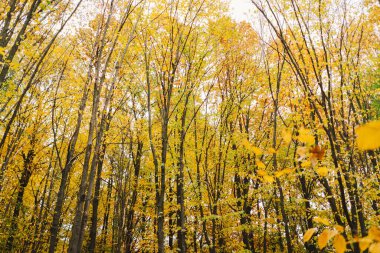 Ağaçların dalları sonbaharın güzelliğini gösteren parlak turuncu yapraklarla süslenir. Güneş ışığı yaprakların arasından süzülür, taze sonbahar renklerini aydınlatır