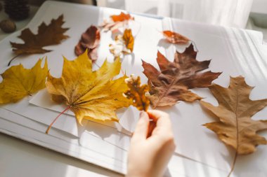 Genç bir çocuk, parlak, güneşli bir masa üzerindeki bir sanat projesi için çeşitli sonbahar yapraklarını kullanarak yaratıcı bir faaliyete konsantre olur. Evde rahat bir sonbahar tatili.