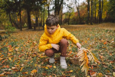 Parlak sarı yağmurluk giymiş neşeli bir çocuk canlı sonbahar yapraklarıyla kaplı sakin bir orman yolunda yürüyor. Sonbahar havası. Güzel sonbahar