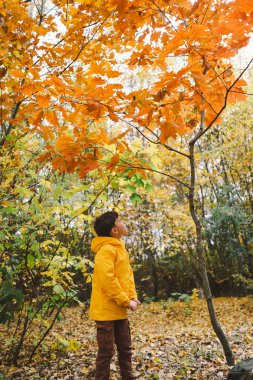 Parlak sarı yağmurluk giymiş neşeli bir çocuk canlı sonbahar yapraklarıyla kaplı sakin bir orman yolunda yürüyor. Sonbahar havası. Güzel sonbahar