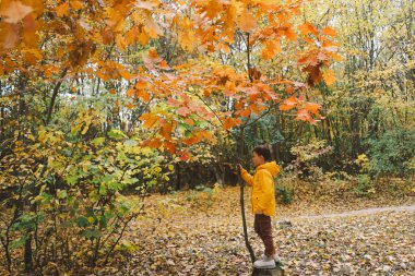 Parlak sarı yağmurluk giymiş neşeli bir çocuk canlı sonbahar yapraklarıyla kaplı sakin bir orman yolunda yürüyor. Sonbahar havası. Güzel sonbahar