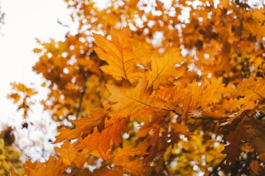 Ağaçların dalları sonbaharın güzelliğini gösteren parlak turuncu yapraklarla süslenir. Güneş ışığı yaprakların arasından süzülür, taze sonbahar renklerini aydınlatır