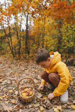 Parlak sarı yağmurluk giymiş neşeli bir çocuk canlı sonbahar yapraklarıyla kaplı sakin bir orman yolunda yürüyor. Sonbahar havası. Güzel sonbahar