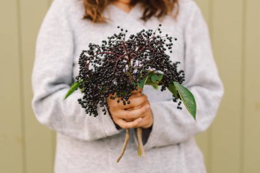 Kadın el ele tutuşuyor meyve kümeleri Sambucus Nigra bahçesinde siyah mürver. Yaşlı, siyah yaşlı. Avrupa siyah mürver geçmişi