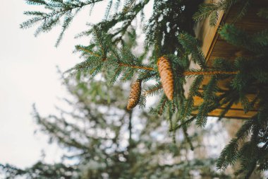 Çam kozalağı, bir ağaç dalının yeşil iğnelerine nazikçe yapışır, dingin atmosferle çevrilidir.
