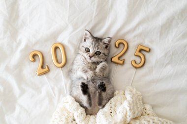 İskoç heteroseksüel kedi cinsinden şirin bir tekir kedi yavrusu örgü örülmüş bir battaniyenin üzerinde oturur. İyi yeni yıl ruhu. Kartpostal 2025 hazır. Mutlu yıllar hayvan, hayvan, kedi.