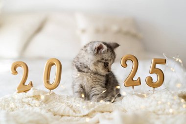 A cute tabby kitten of the Scottish straight cat breed sits on a knitted blanket. Good New Year spirit. Ready postcard 2025. Happy New Year animal, pet, cat. clipart