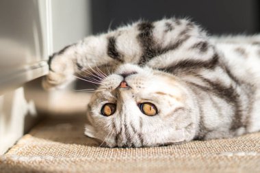 Güzel İskoç kedisi rahat bir evde dinleniyor. Safkan kedi, gri mermer rengi