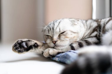 Güzel İskoç kedisi rahat bir evde dinleniyor. Safkan kedi, gri mermer rengi