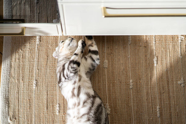 Beautiful Scottish fold cat resting in a cozy home. Purebred cat, gray marble color