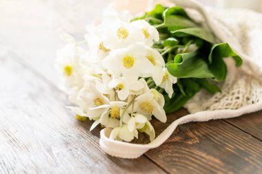 Güzel beyaz çiçek Helleborus niger. Noel gülü ya da siyah çınar kuşu, Ranunculaceae familyasından bir çiçek bitkisidir..