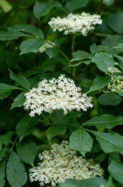 Bahçedeki yaşlı çiçekler. Sambucus zencisi. Yaşlı, siyah yaşlı çiçekler. Alternatif tıp