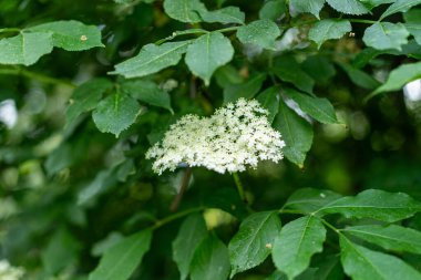Bahçedeki yaşlı çiçekler. Sambucus zencisi. Yaşlı, siyah yaşlı çiçekler. Alternatif tıp