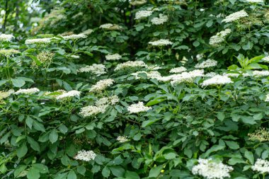 Bahçedeki yaşlı çiçekler. Sambucus zencisi. Yaşlı, siyah yaşlı çiçekler. Alternatif tıp