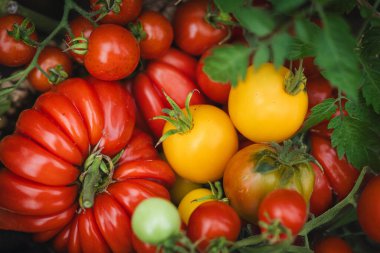 Canlı kırmızı domatesler bir bahçe yatağında dinlenen el dokuma sepetini doldurur. Sahne, yazın sonlarında yemyeşil bir bahçede sebze toplamanın neşesini yakalıyor..