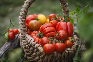 Canlı kırmızı domatesler bir bahçe yatağında dinlenen el dokuma sepetini doldurur. Sahne, yazın sonlarında yemyeşil bir bahçede sebze toplamanın neşesini yakalıyor..