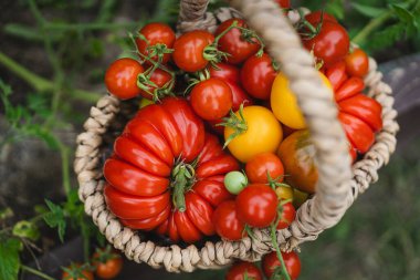 Canlı kırmızı domatesler bir bahçe yatağında dinlenen el dokuma sepetini doldurur. Sahne, yazın sonlarında yemyeşil bir bahçede sebze toplamanın neşesini yakalıyor..
