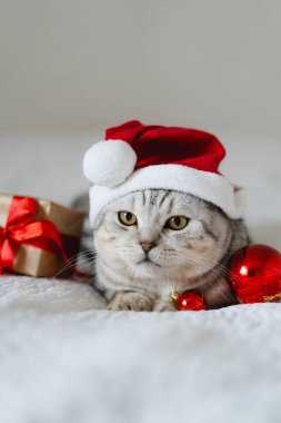 Kabarık gözlü bir kedi sarılı bir hediye ve parlak kırmızı süslemelerle çevrili beyaz bir battaniyede rahatlar ve rahat bir tatil sahnesi yaratır..