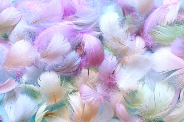 Angelic Pastel着色された白い羽の背景 小さなふわふわの青い羽がランダムに背景を形成散乱 ロイヤリティフリーのストック写真
