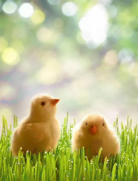 Small newborn chicks stands on green grass. Spring mood. Background for an Easter greeting or a postcard.