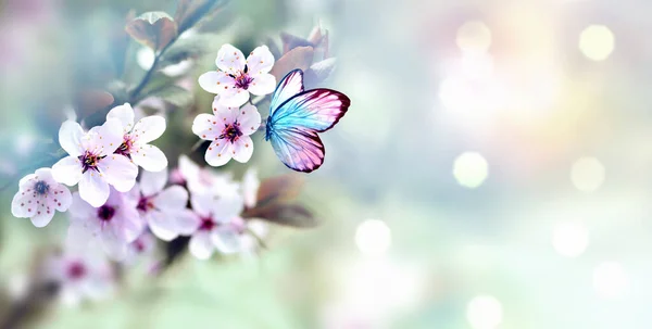 背景がぼやけて蝶に花の枝や花弁 春のコンセプト — ストック写真