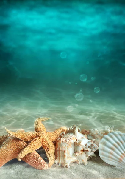 海の水で夏のビーチで貝殻やヒトデ 海中の背景 — ストック写真