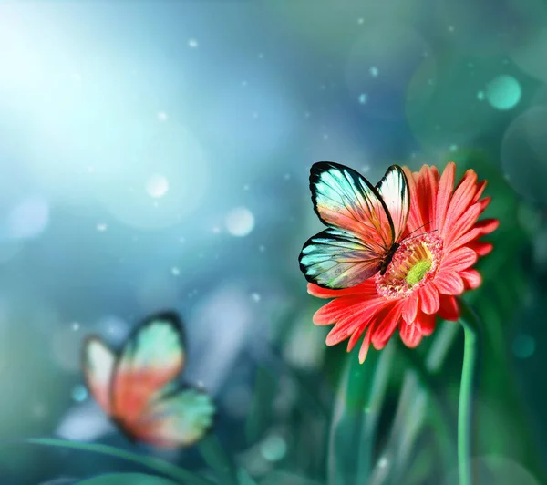 Gerbera Und Schmetterling Mit Verschwommenem Glänzenden Hintergrund Hintergrund Natur — Stockfoto