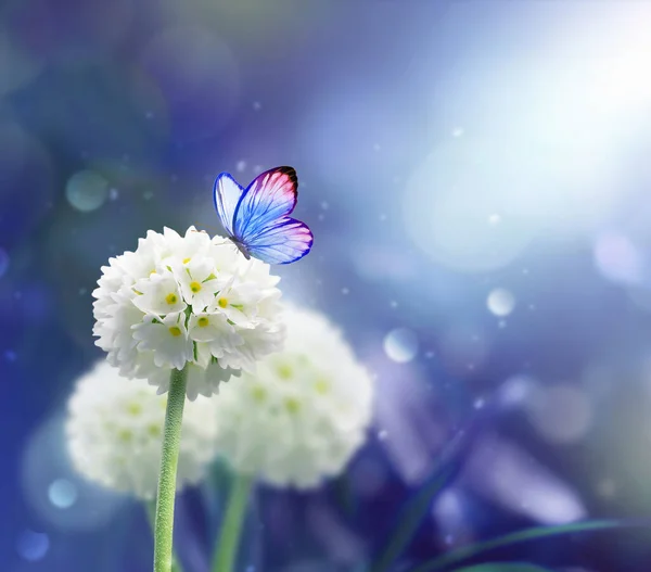 아름다운 과푸른 배경의 나비의 아침에 — 스톡 사진
