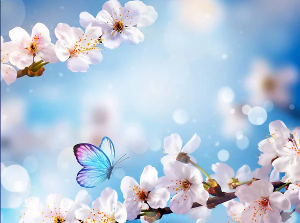 Blossom Boom Natuur Achtergrond Met Vlinder Voorjaarsbloemen Voorjaar Achtergrond Wazig — Stockfoto