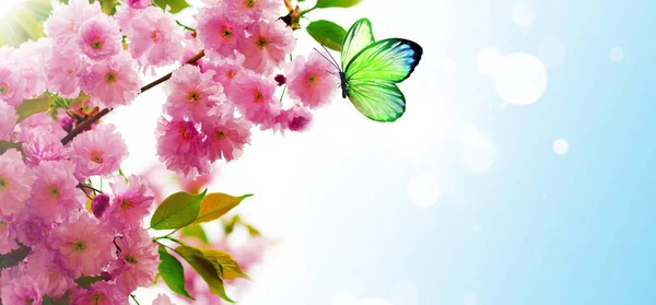 桜となびく蝶の花の枝 ピンクの桜 春の自然 コピースペース — ストック写真