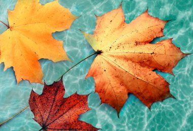 Yeşil arka planda sonbahar yaprakları izole. Sonbahar konsepti.