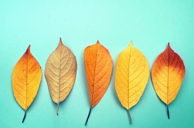 Yeşil arka planda sonbahar yaprakları izole. Sonbahar konsepti.