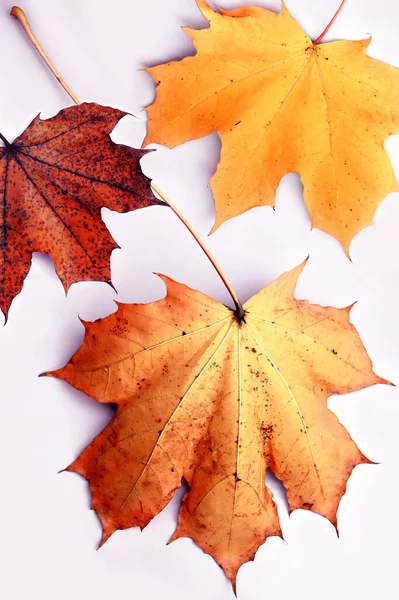 Autumn leaves isolated on the grey background. Autumn concept.