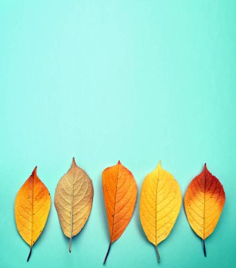 Yeşil arka planda sonbahar yaprakları izole. Sonbahar konsepti.