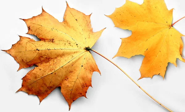 Autumn leaves isolated on the grey background. Autumn concept.
