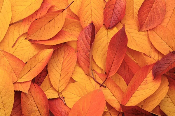 カラフルな乾燥した葉の背景 秋のコンセプト ネイチャー ストックフォト