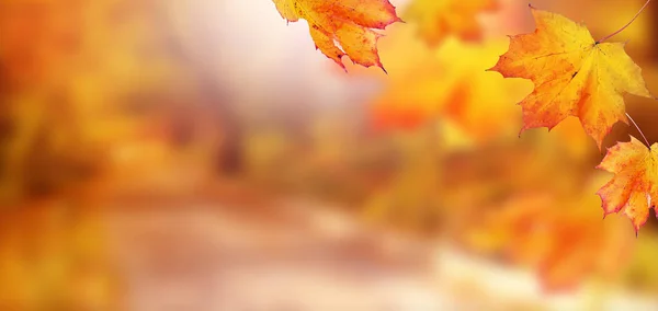 Autumn leaves on the fall blurred background. Autumn concept.