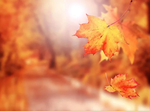 Jesienne Liście Jesiennym Niewyraźnym Tle Koncepcja Jesieni Zdjęcie Stockowe