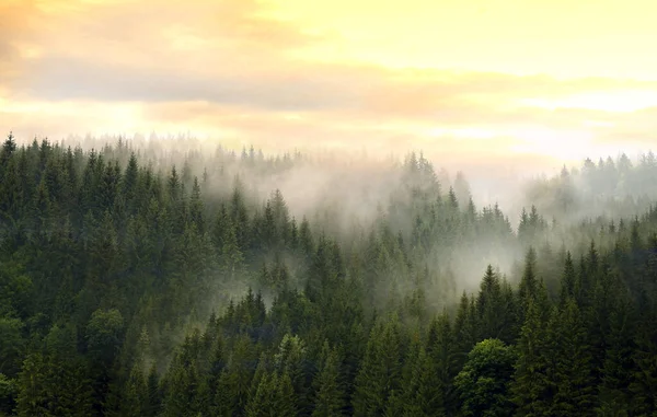 Montañas Cubiertas Bosque Coníferas Niebla Contra Cielo Nublado Concepto Naturaleza Fotos De Stock Sin Royalties Gratis