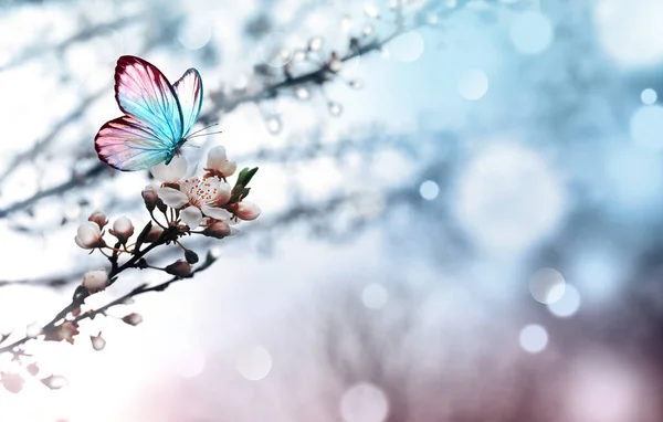 Ανθισμένο Δέντρο Πάνω Από Φύση Φόντο Πεταλούδα Ανοιξιάτικα Λουλούδια Εαρινό Φωτογραφία Αρχείου