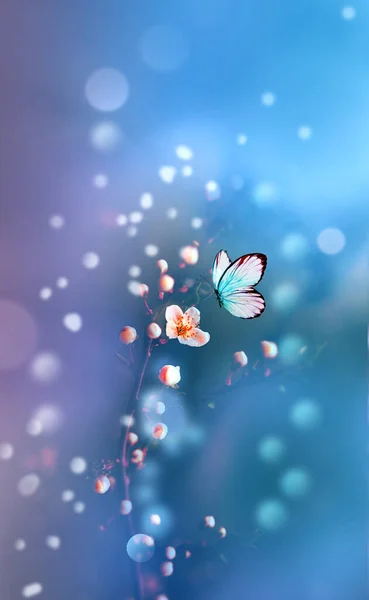 Hermosa Mariposa Azul Vuelo Sobre Rama Del Árbol Floreciente Primavera Imagen de archivo