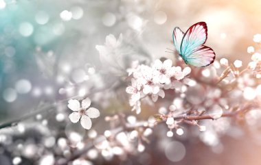 Doğanın arka planında kelebekli çiçek ağacı. Bahar çiçekleri. Bahar arkaplanı.