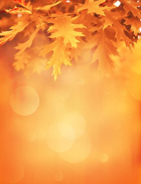 Sonbahar yaprakları arka planda bulanık. Sonbahar konsepti.