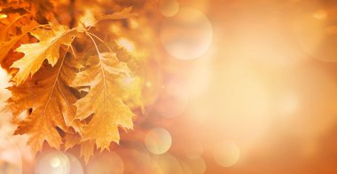 Sonbahar yaprakları arka planda bulanık. Sonbahar konsepti.