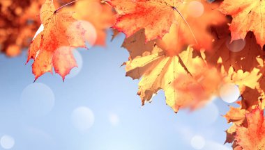 Sonbahar yaprakları arka planda bulanık. Sonbahar konsepti.