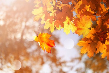 Sonbahar yaprakları arka planda bulanık. Sonbahar konsepti.